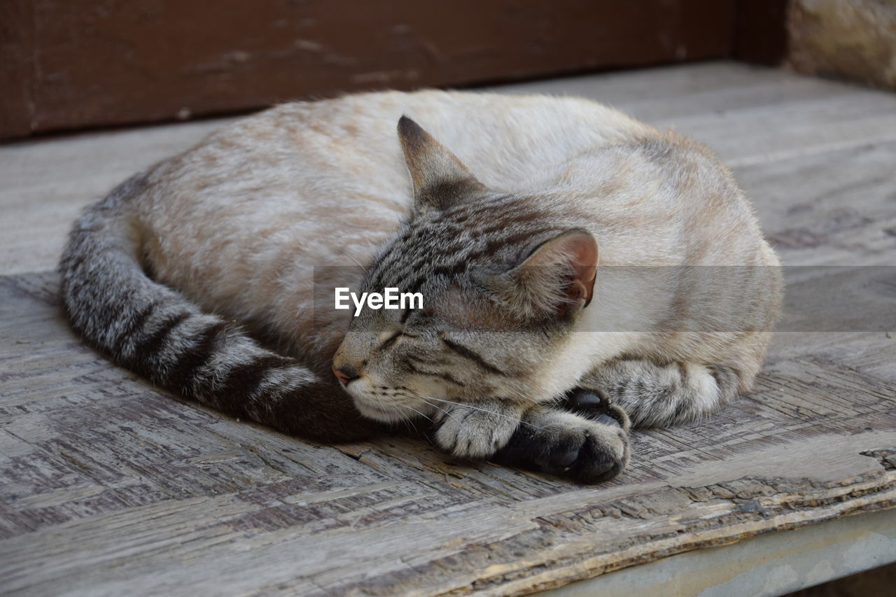 Close-up of cat resting on wooden surface