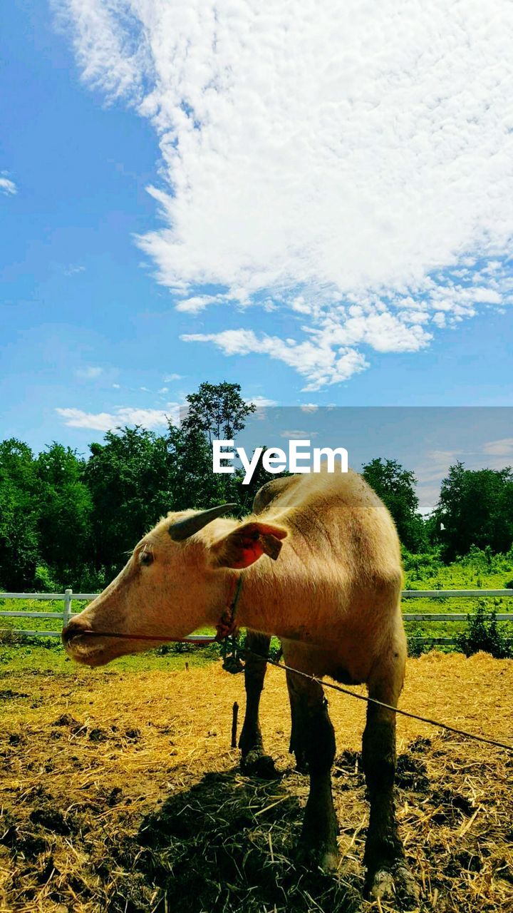 HORSE STANDING ON FIELD AGAINST TREES