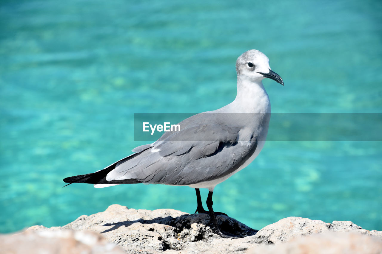 Up close with a laughing gull on lava rock in aruba.