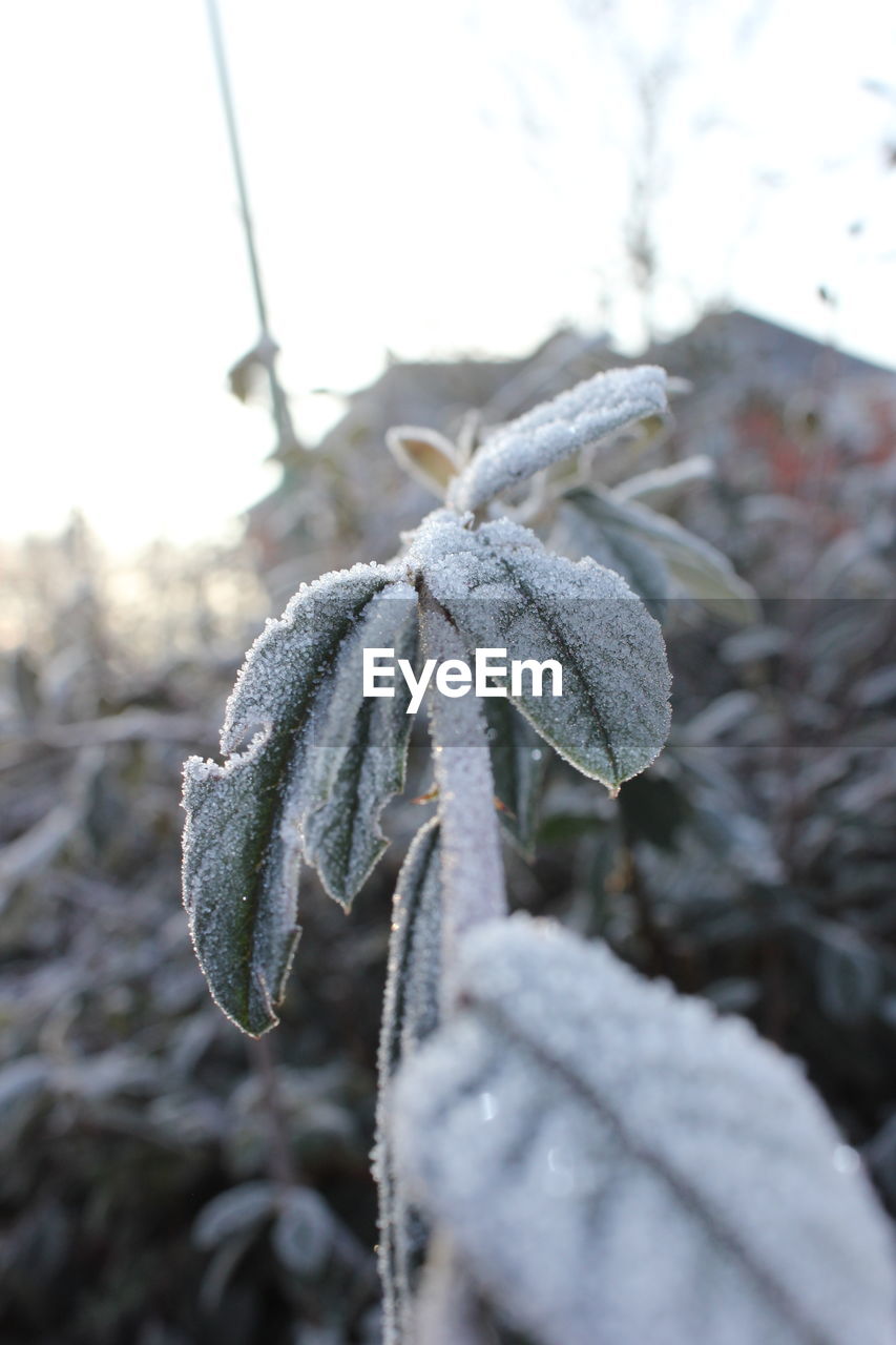 Close-up of snow on plant