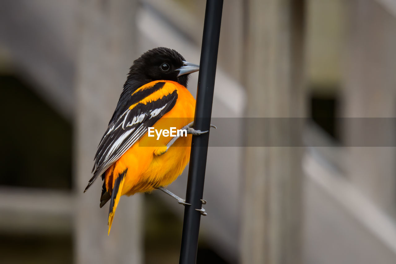 CLOSE-UP OF A BIRD PERCHING ON A YELLOW