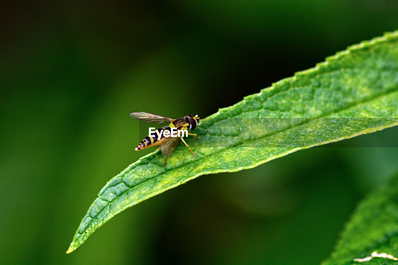 Close-up of hoverfly on leaf.