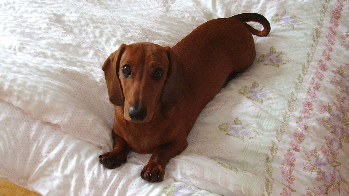 DOG LYING ON THE GROUND