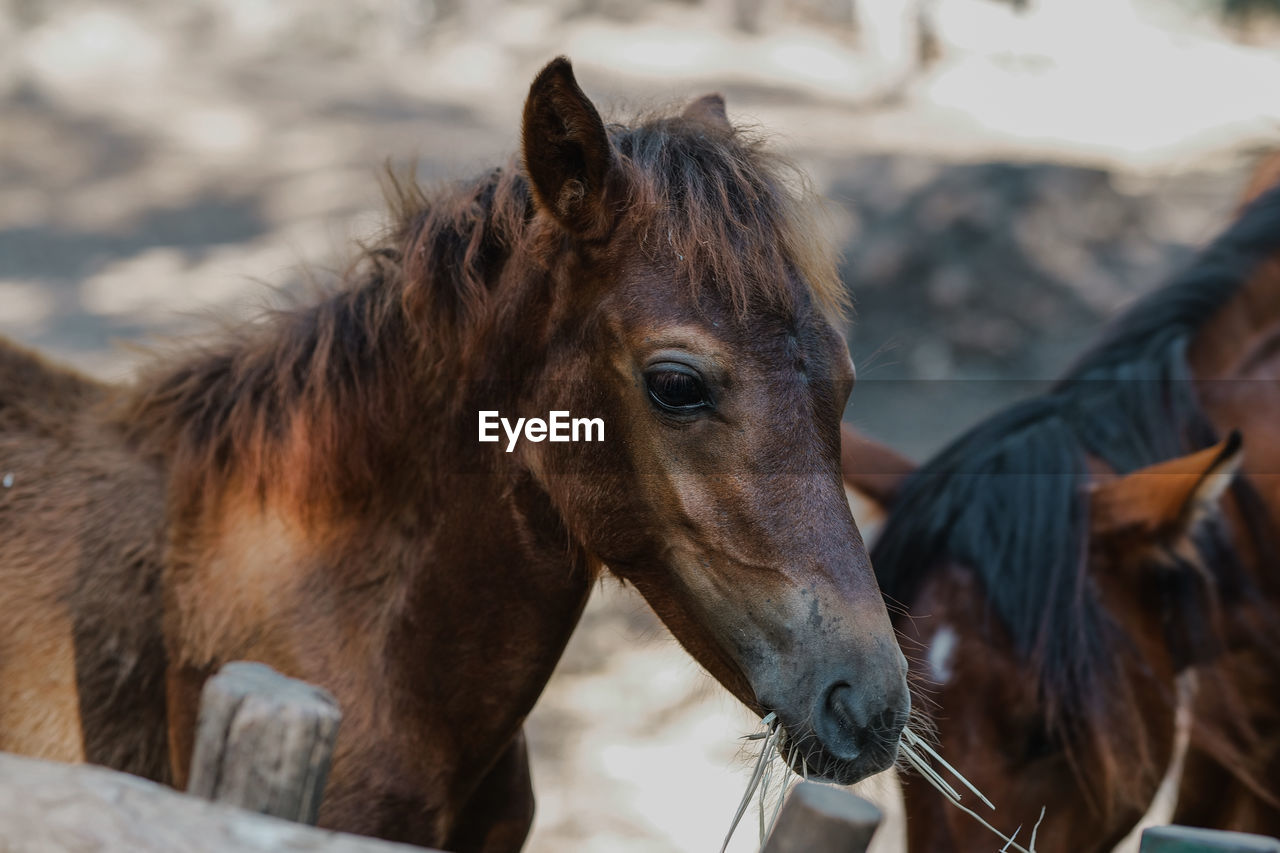 A cute little horse that eats next to its mother