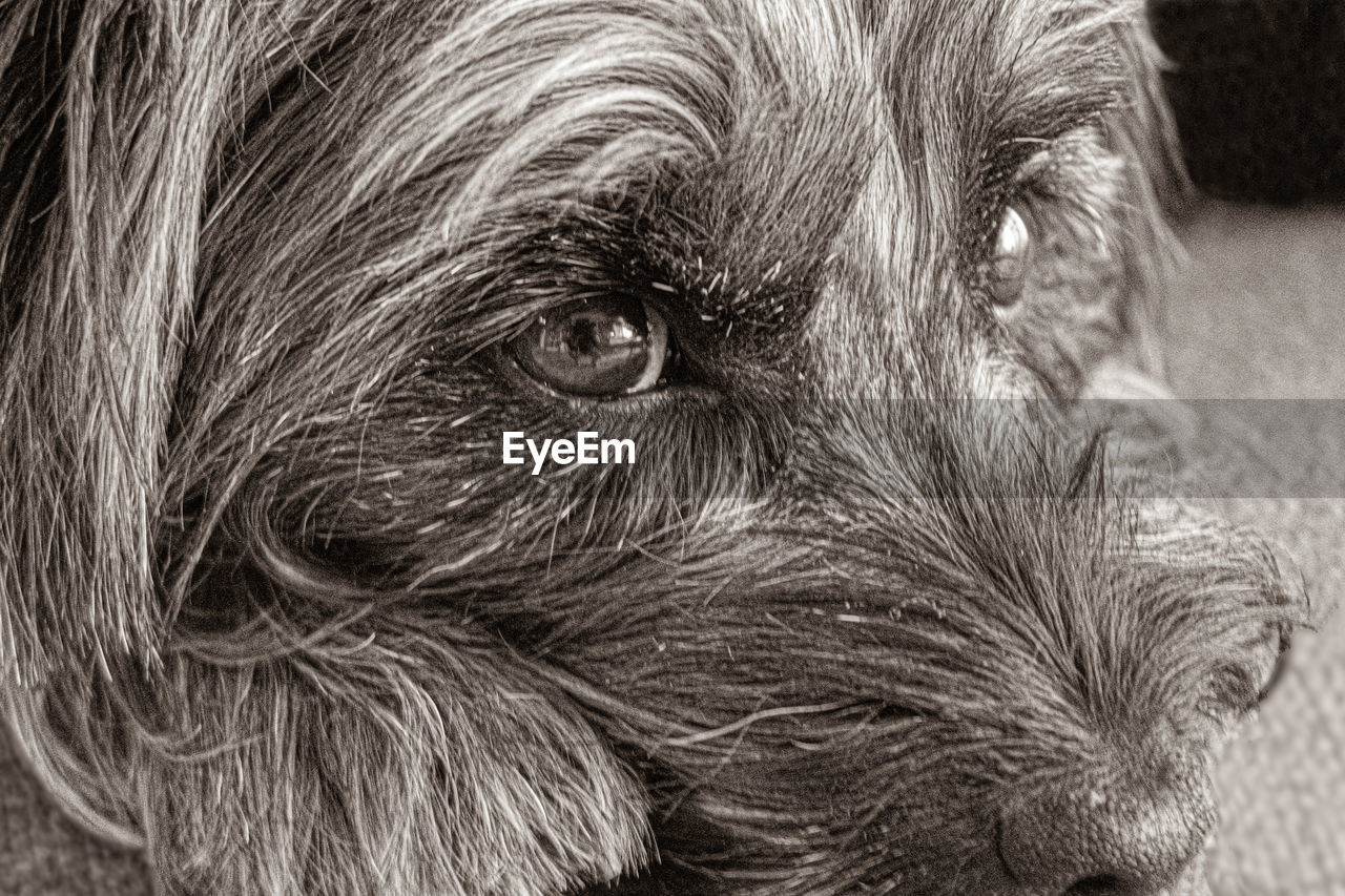 CLOSE-UP OF A DOG LOOKING AWAY