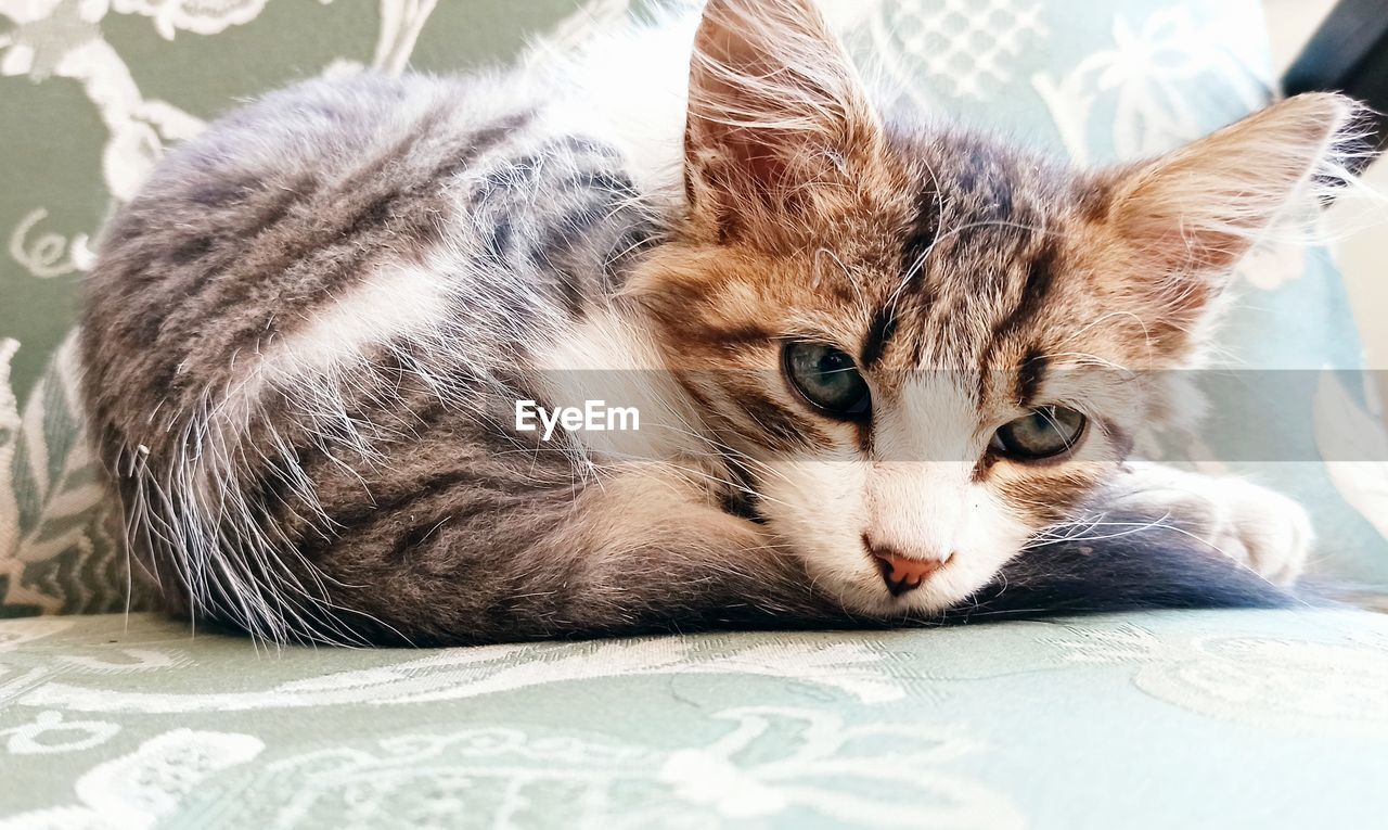 PORTRAIT OF CAT RESTING ON BED