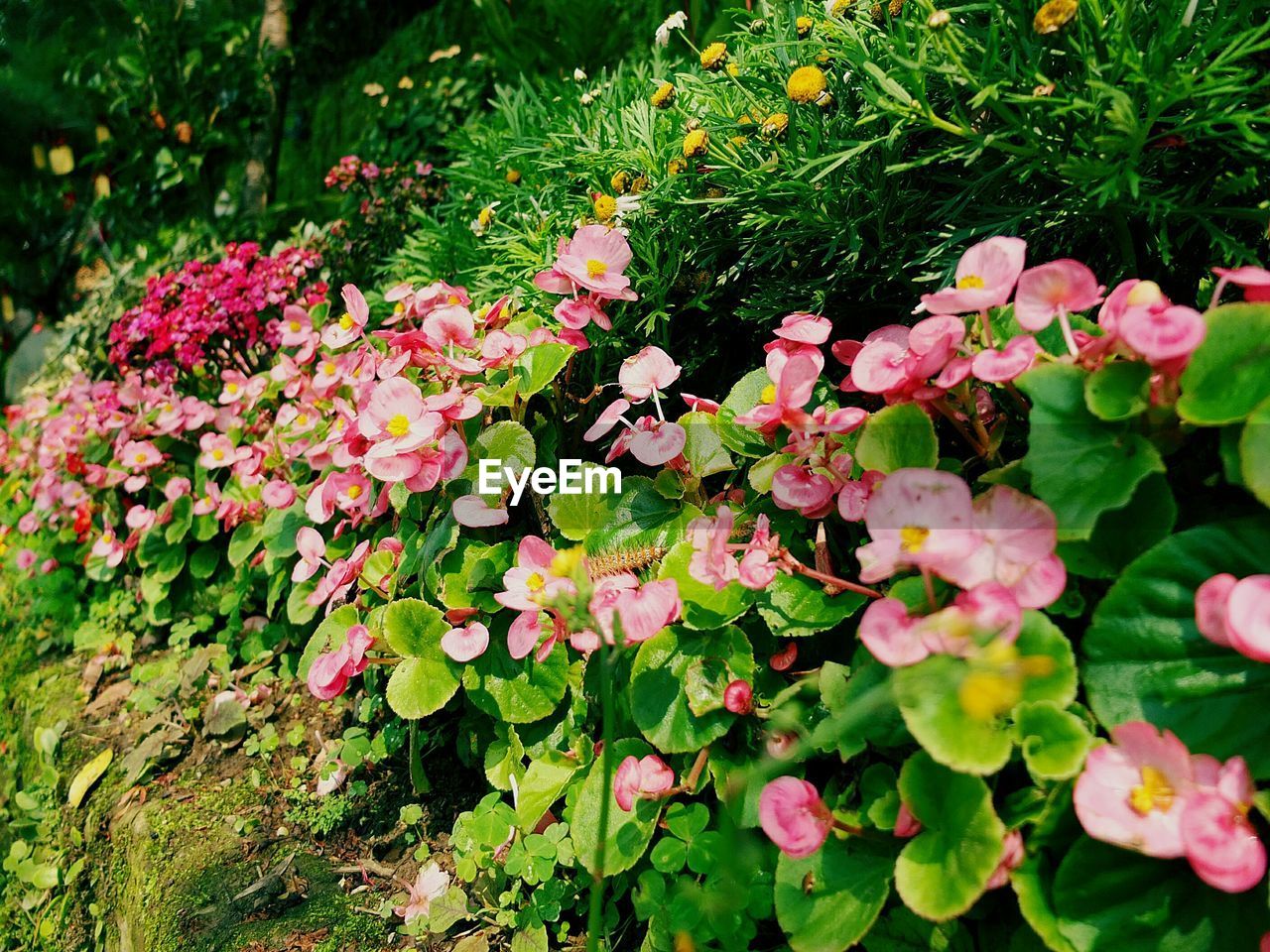 High angle view of flower bed in park