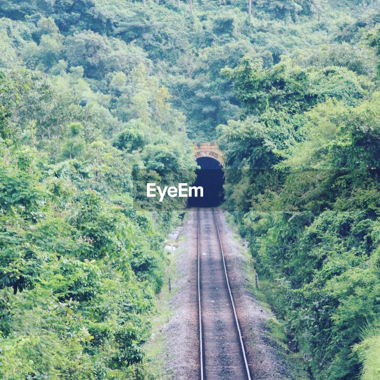 Rear view of person on railroad track amidst trees