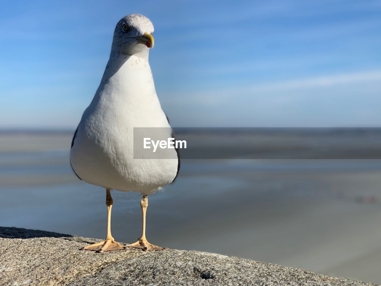 SEAGULL PERCHING ON SHORE