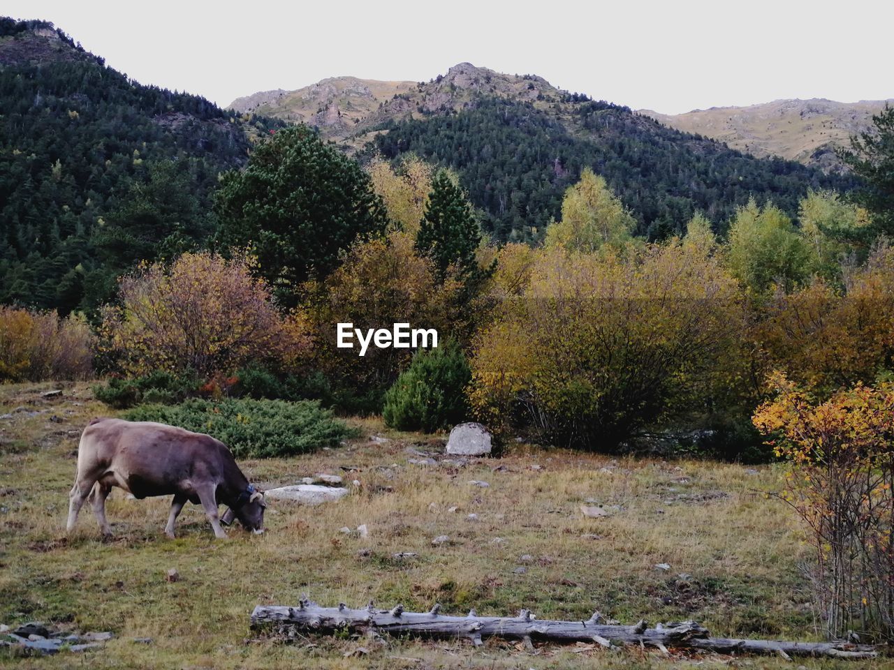 COW GRAZING ON FIELD AGAINST MOUNTAINS