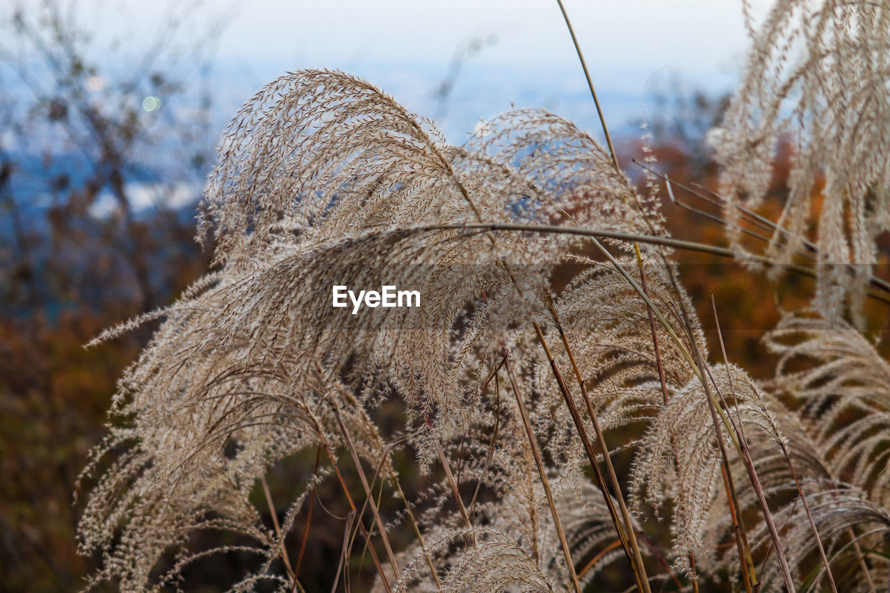 CLOSE-UP OF FROZEN PLANT ON FIELD