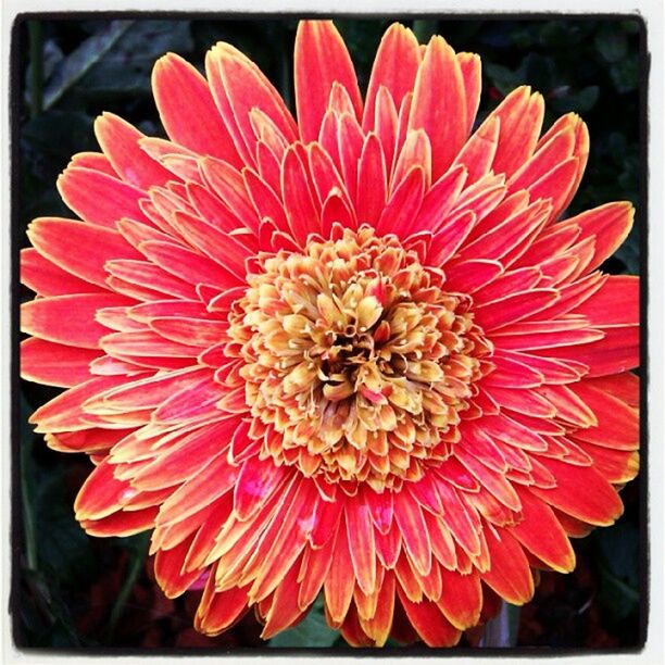 CLOSE-UP OF RED FLOWERS BLOOMING