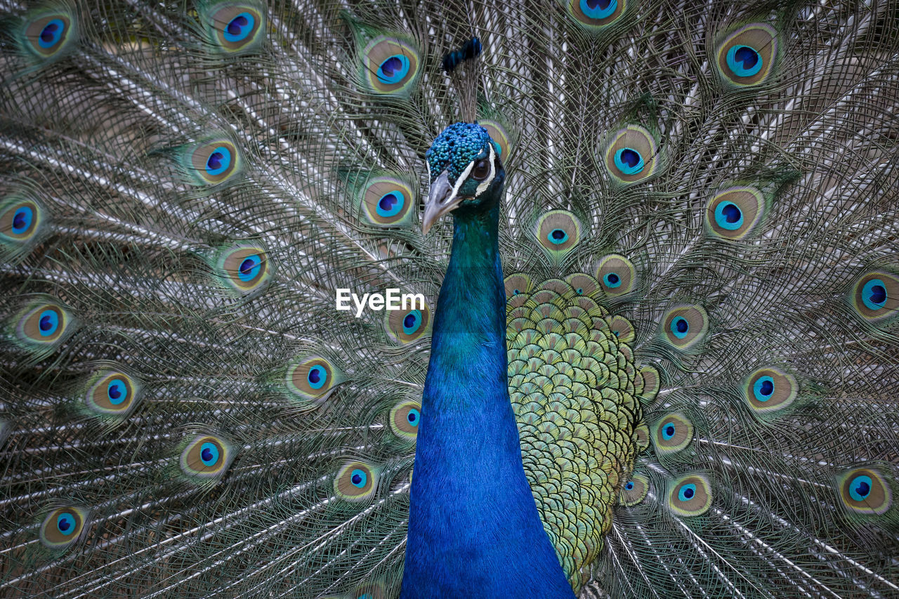 FULL FRAME SHOT OF PEACOCK FEATHERS
