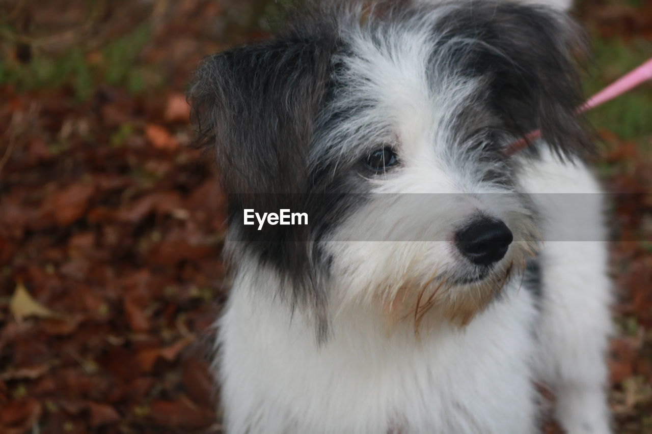 Close-up portrait of dog