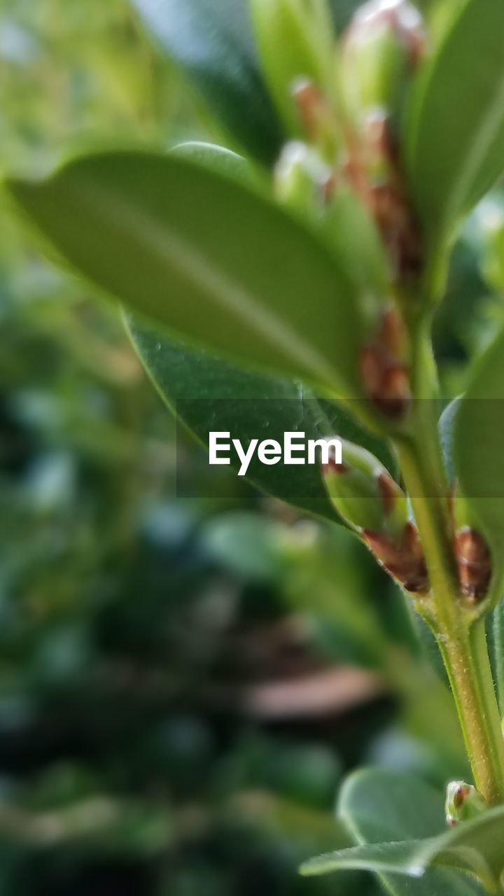 CLOSE-UP OF CATERPILLAR ON PLANT