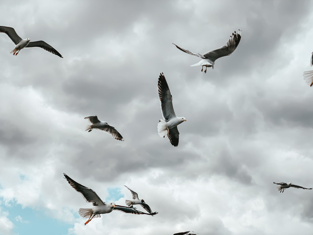 LOW ANGLE VIEW OF BIRDS FLYING IN SKY