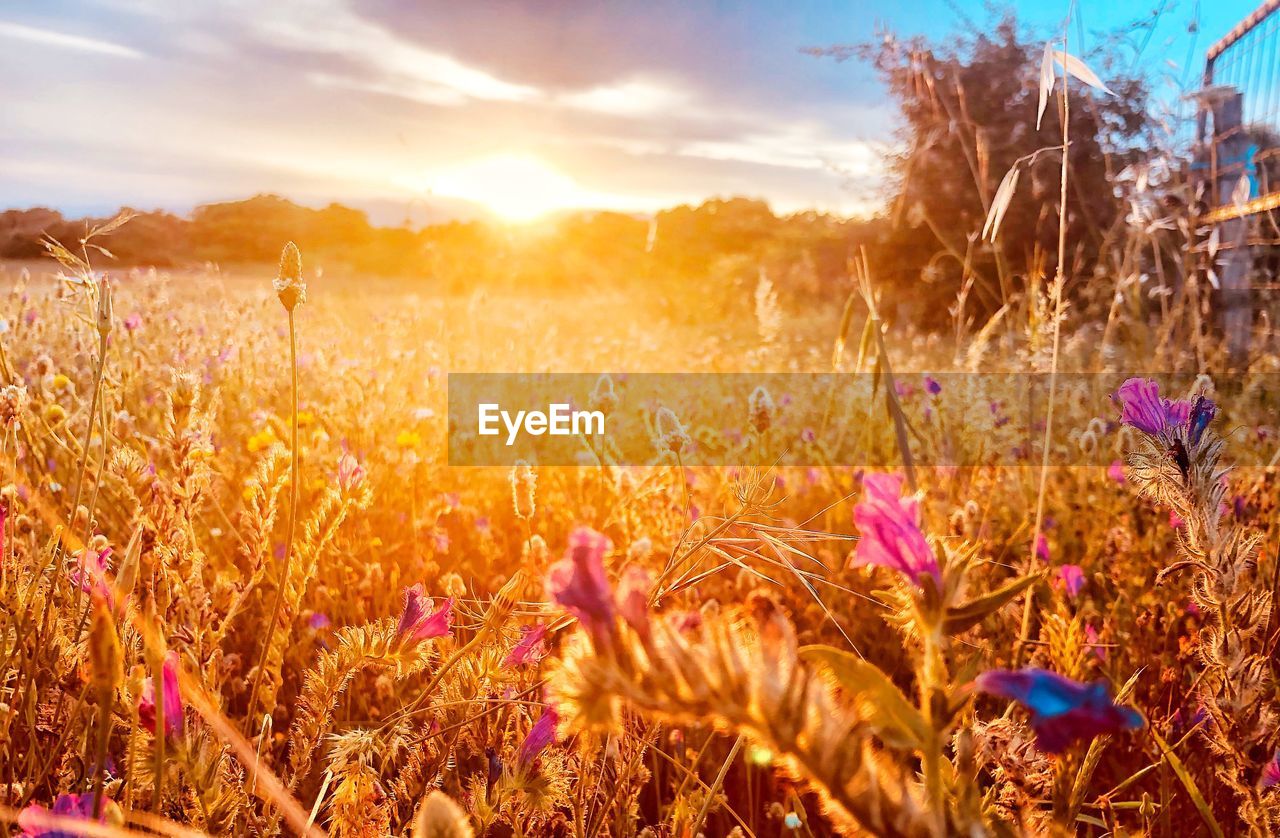 plant, sky, landscape, land, field, environment, nature, beauty in nature, sunset, flower, rural scene, flowering plant, cloud, sunlight, agriculture, multi colored, growth, scenics - nature, sun, summer, tranquility, grass, crop, freshness, no people, vibrant color, tranquil scene, cereal plant, meadow, twilight, idyllic, wildflower, non-urban scene, sunbeam, outdoors, prairie, grassland, plain, dusk, purple, backgrounds, springtime, gold, blue, red, yellow, natural environment, autumn, back lit, food, landscaped, tree, barley, pink, farm, rural area, lens flare, horizon over land, close-up, day, blossom, food and drink