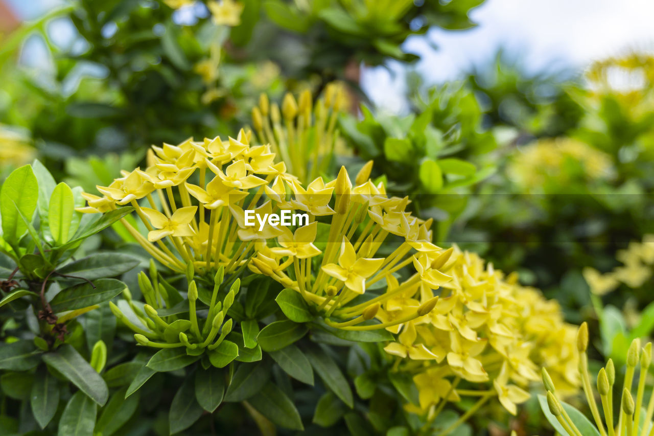 Bunches yellow petals ixora know as west indian jasmine or jungle flame, blooming on green leave