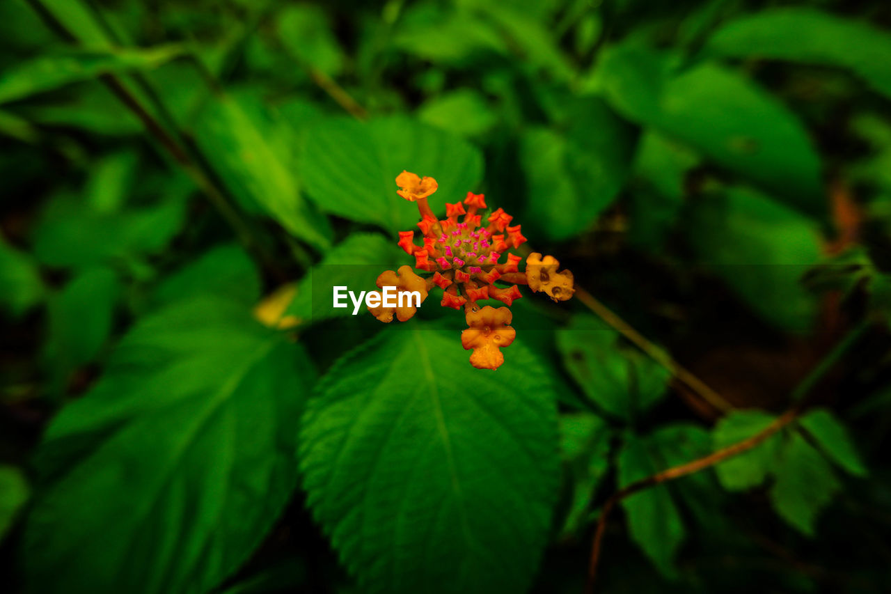 Close-up of flowering plant