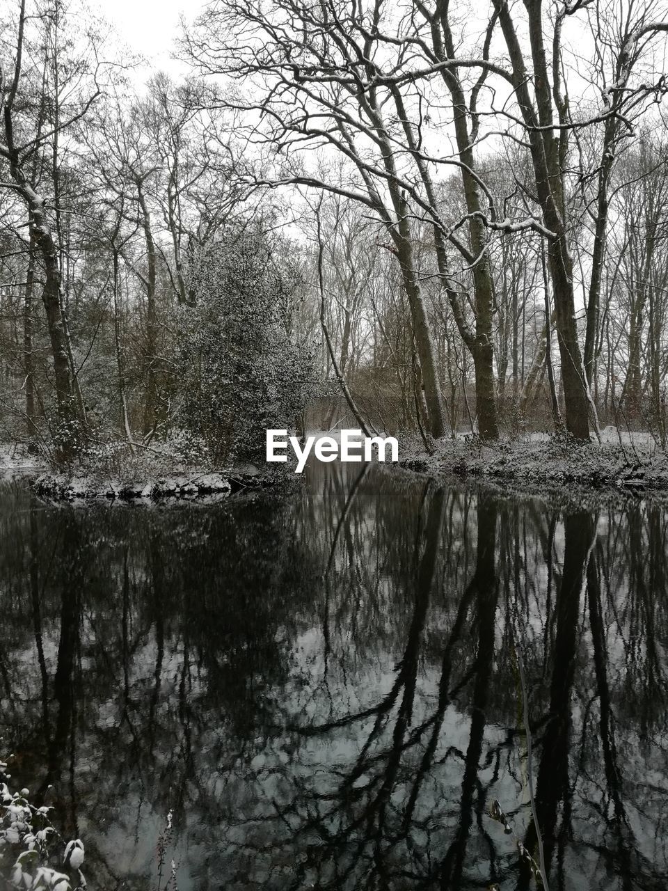 REFLECTION OF BARE TREES ON LAKE