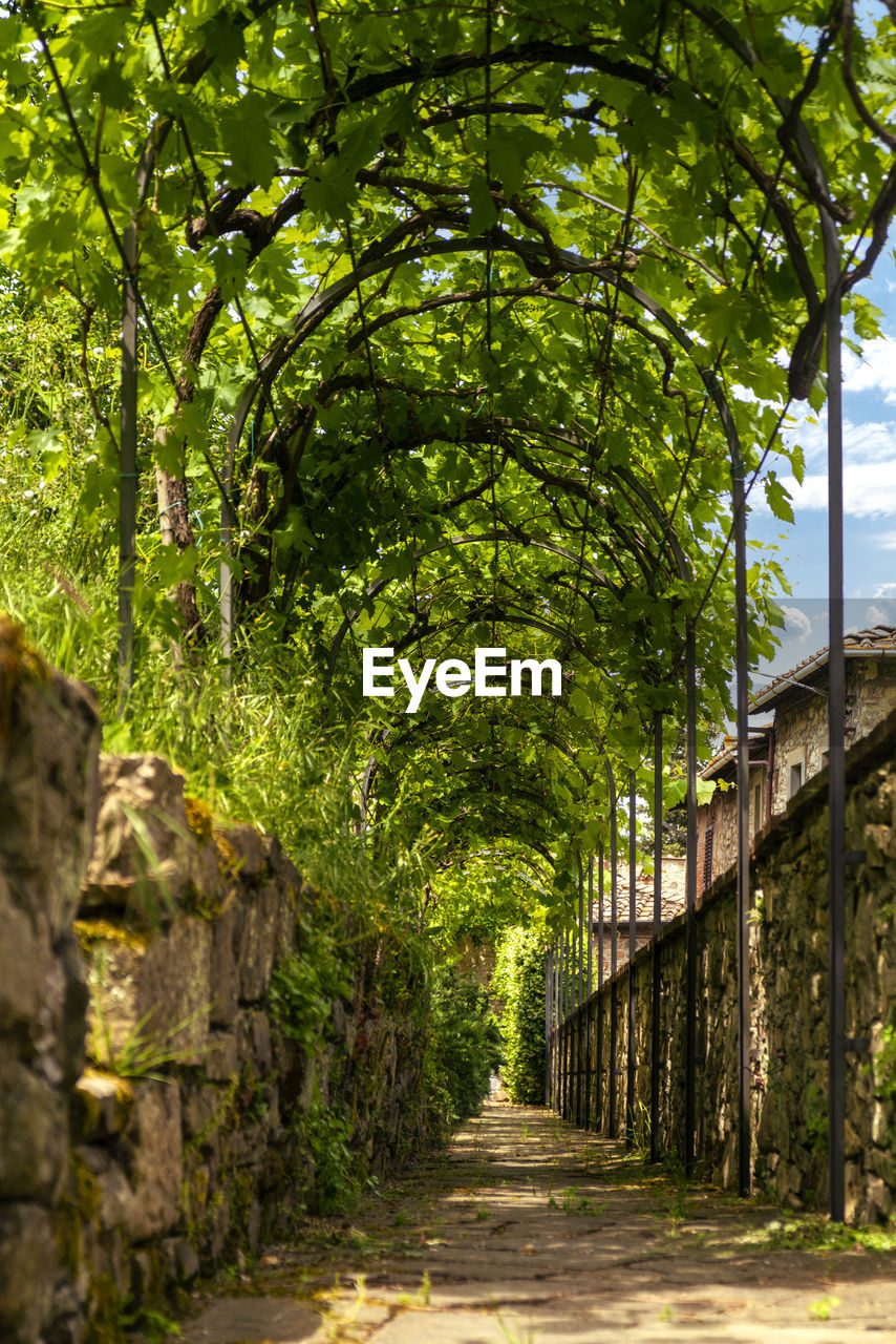 FOOTPATH AMIDST PLANTS AND TREES AGAINST BUILDINGS