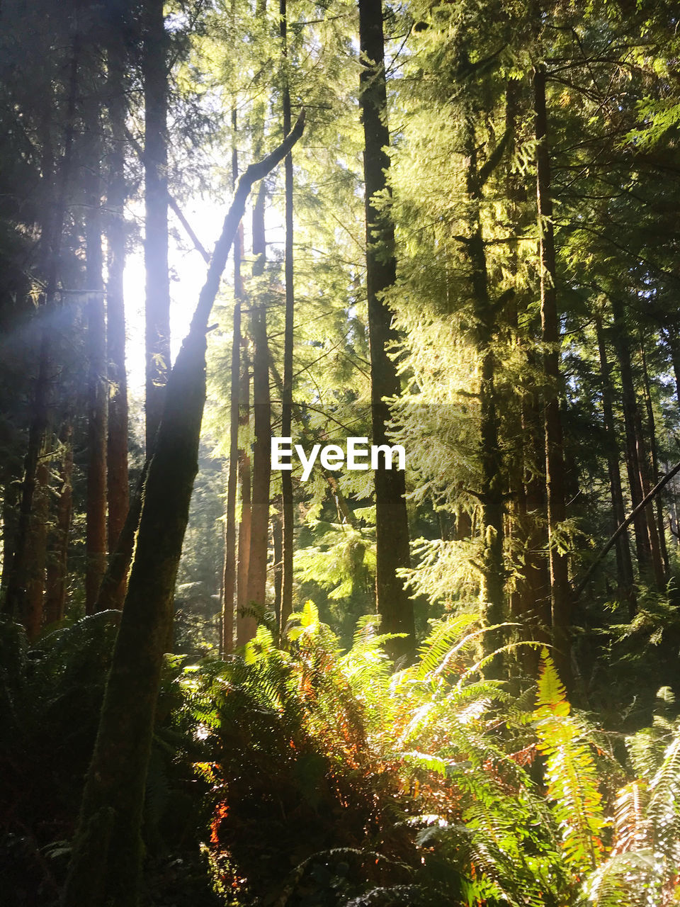 SUNLIGHT STREAMING THROUGH TREE TRUNKS IN FOREST