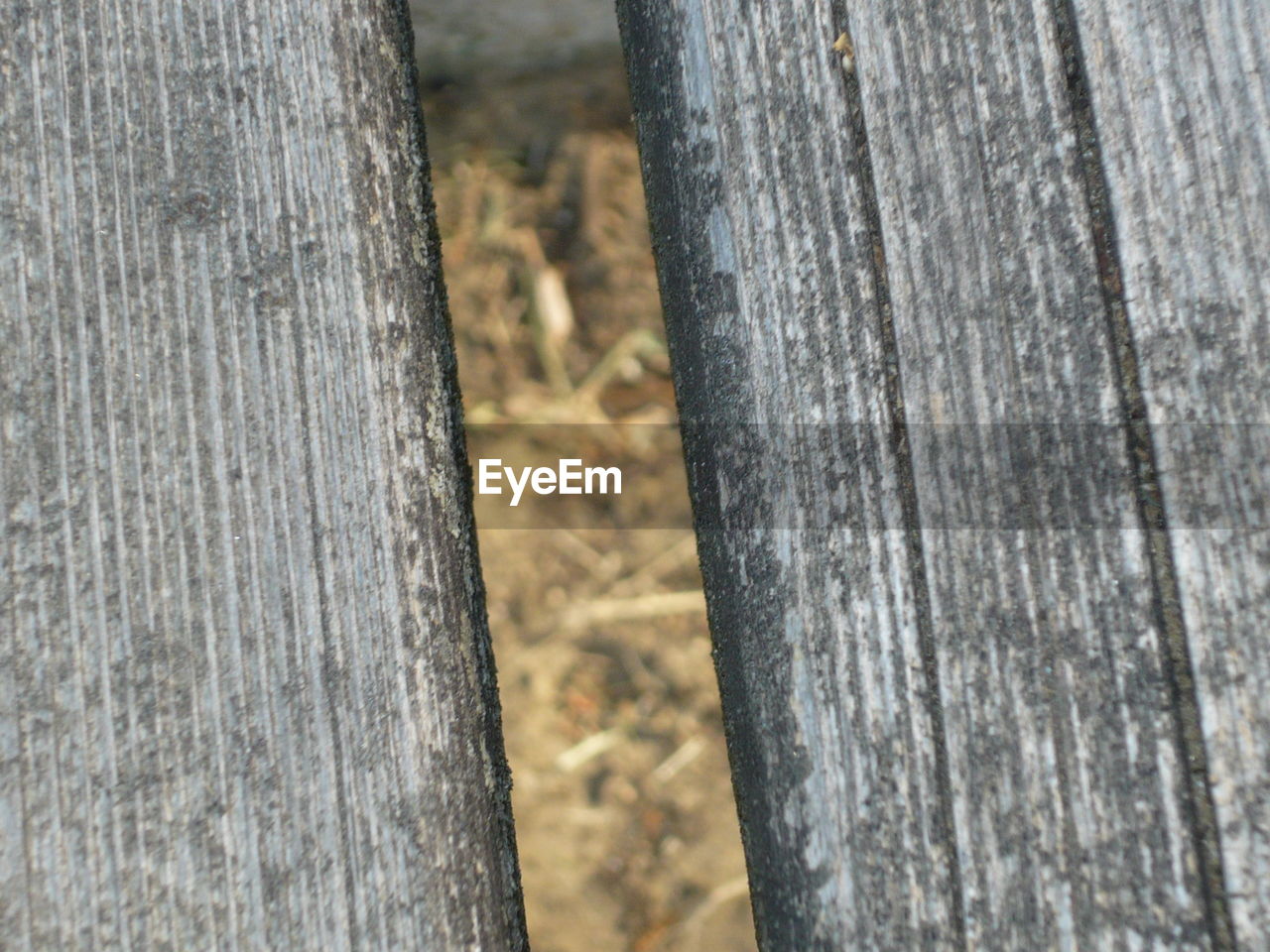 CLOSE-UP OF TREE TRUNK AGAINST BLURRED BACKGROUND