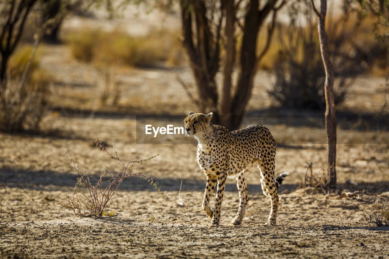 portrait of cheetah walking on field