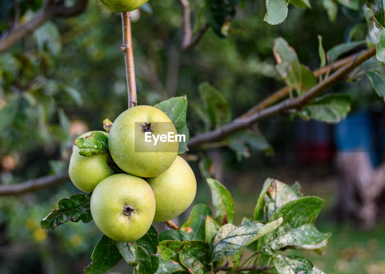 fruit, healthy eating, food, food and drink, tree, freshness, plant, green, wellbeing, branch, produce, agriculture, nature, leaf, flower, plant part, growth, no people, focus on foreground, apple, close-up, outdoors, hanging, fruit tree, social issues, organic, ripe, day, apple - fruit, environmental conservation, crop, environment