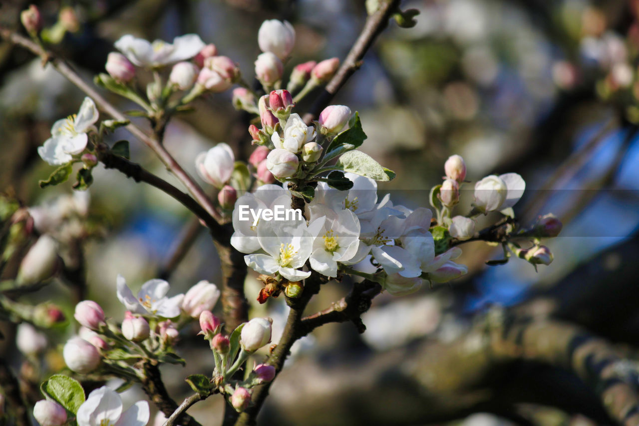 Close-up of apple tree blossoms in spring