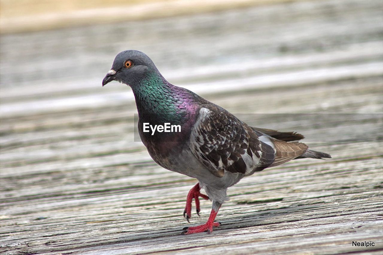 Close-up of pigeon on wood