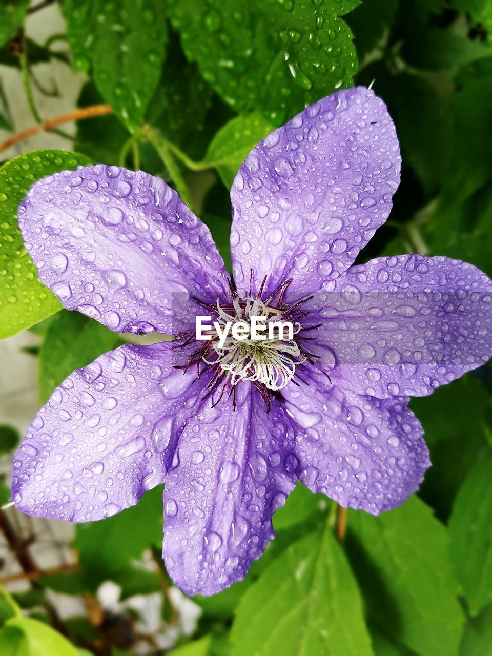 Close-up of wet purple flower blooming outdoors