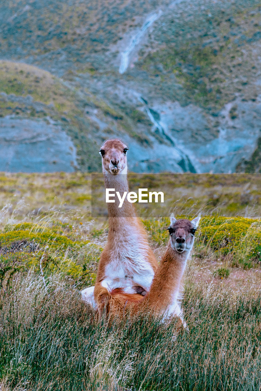 View of guanaco on land