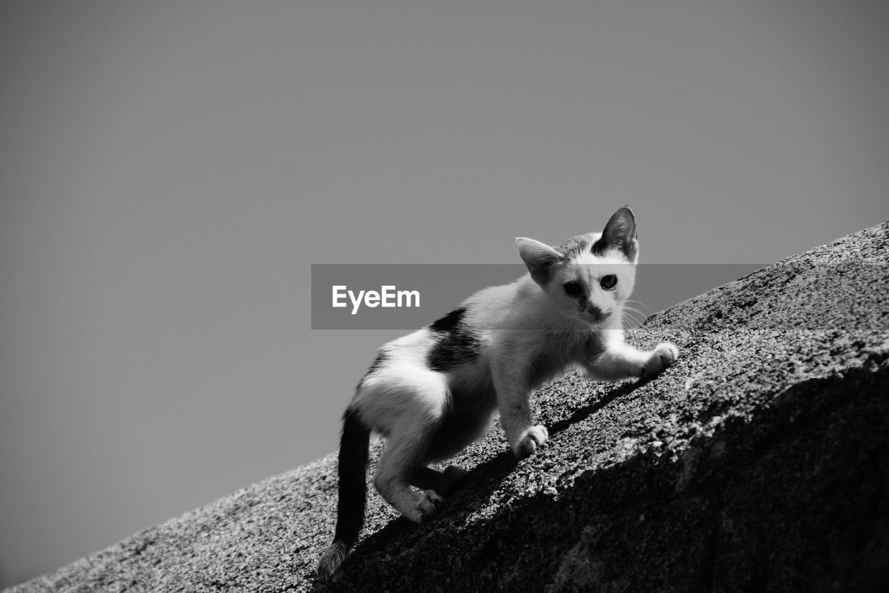 Low angle view of kitten on rock against clear sky