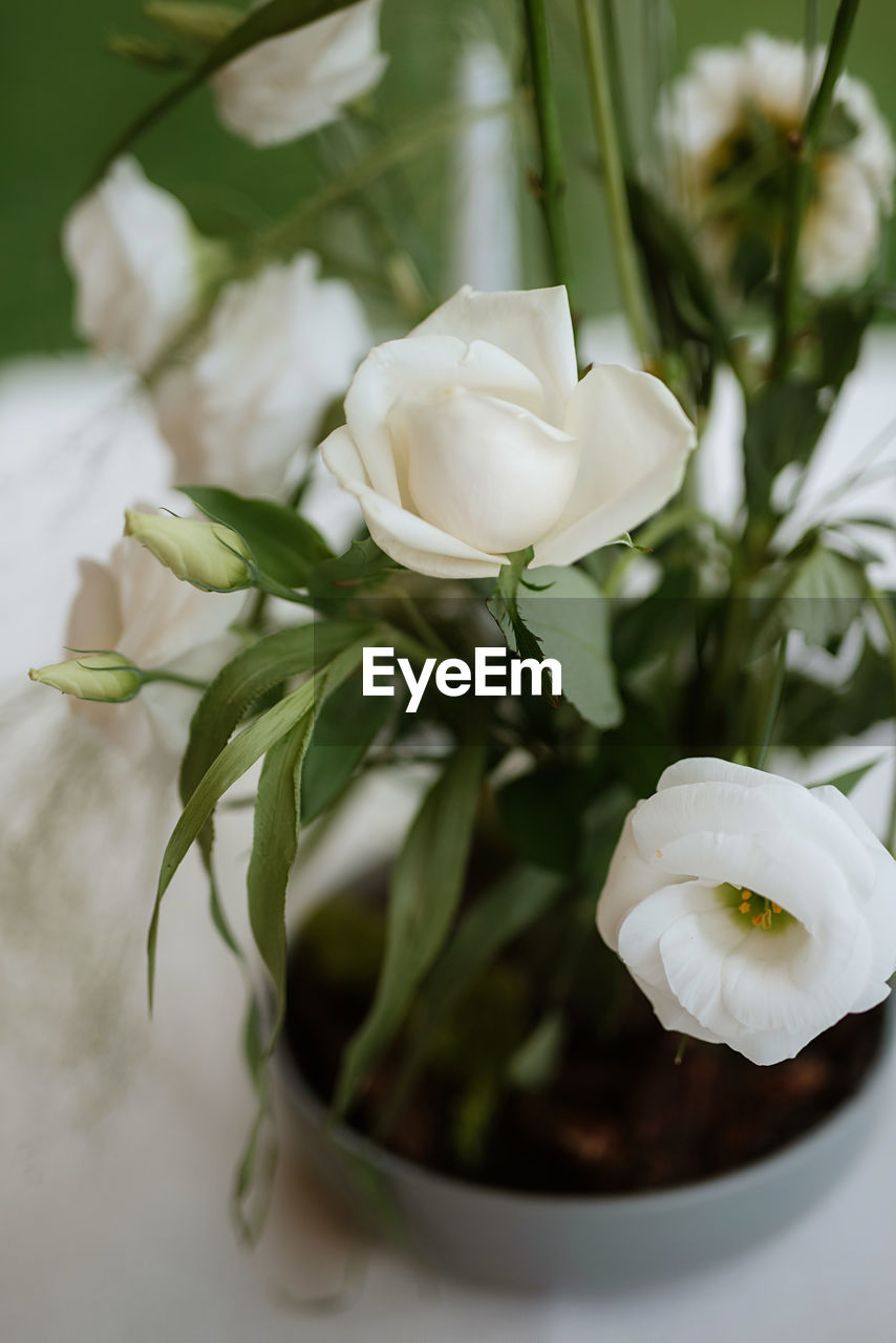 close-up of white rose