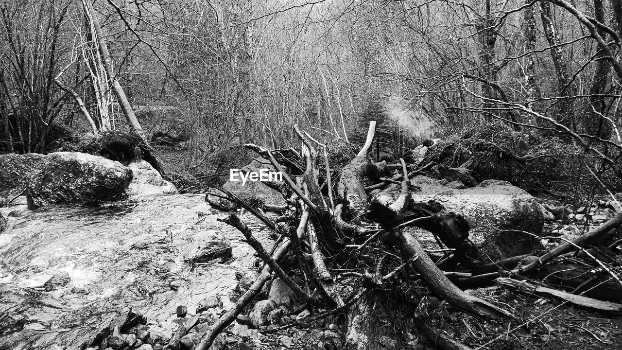 BARE TREES BY ROCKS IN FOREST