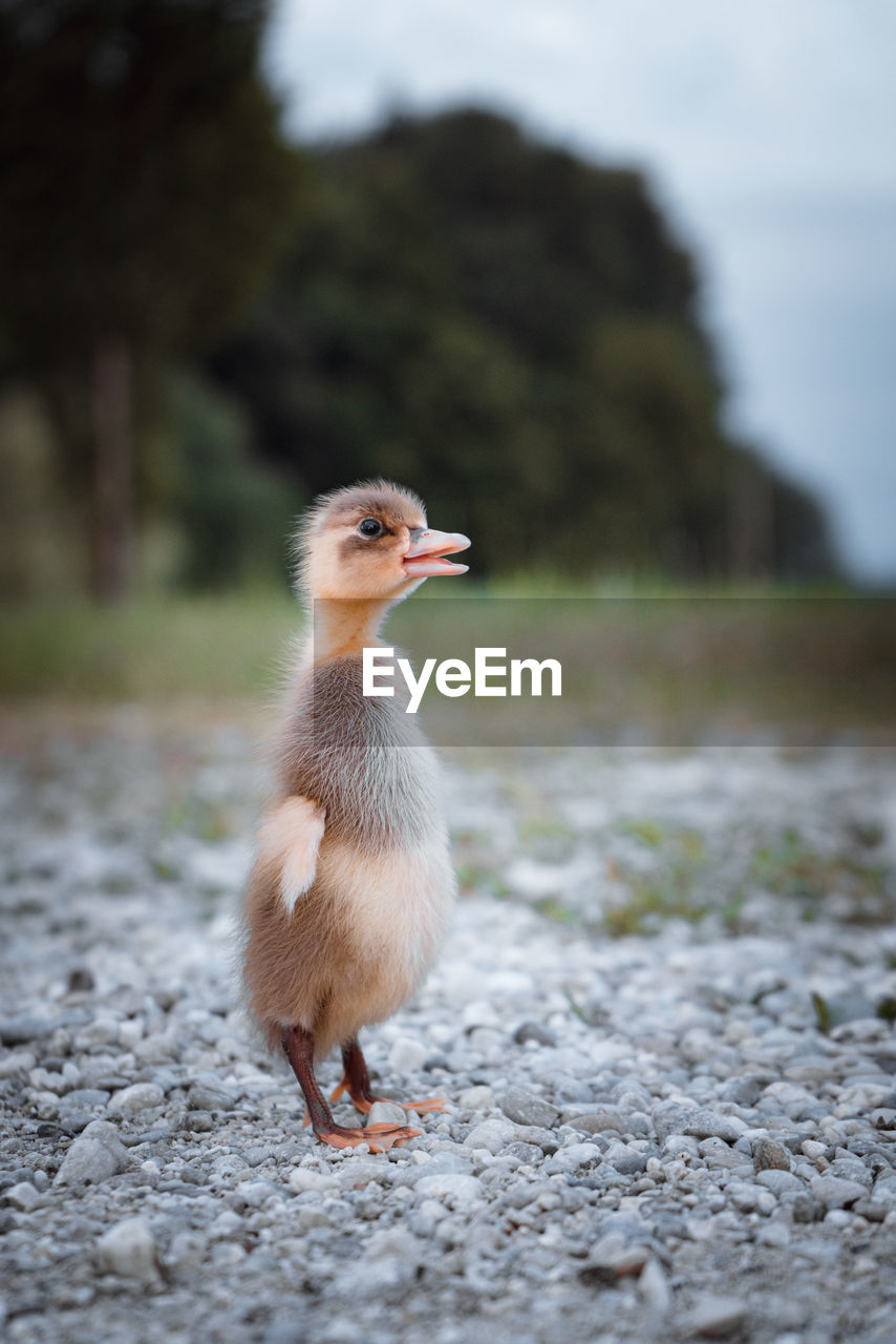 Close-up of a duckling on gravel