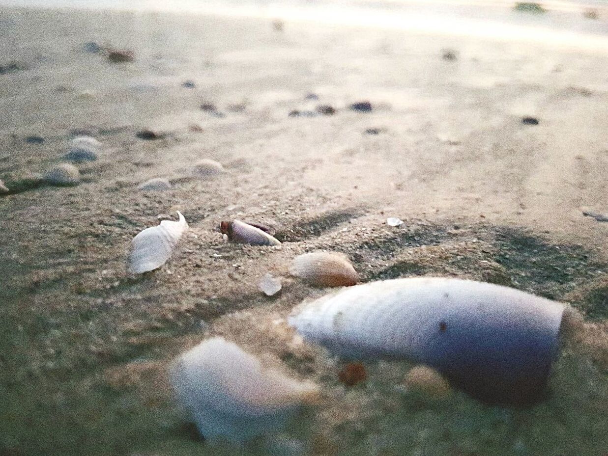 CLOSE-UP OF LIZARD ON BEACH