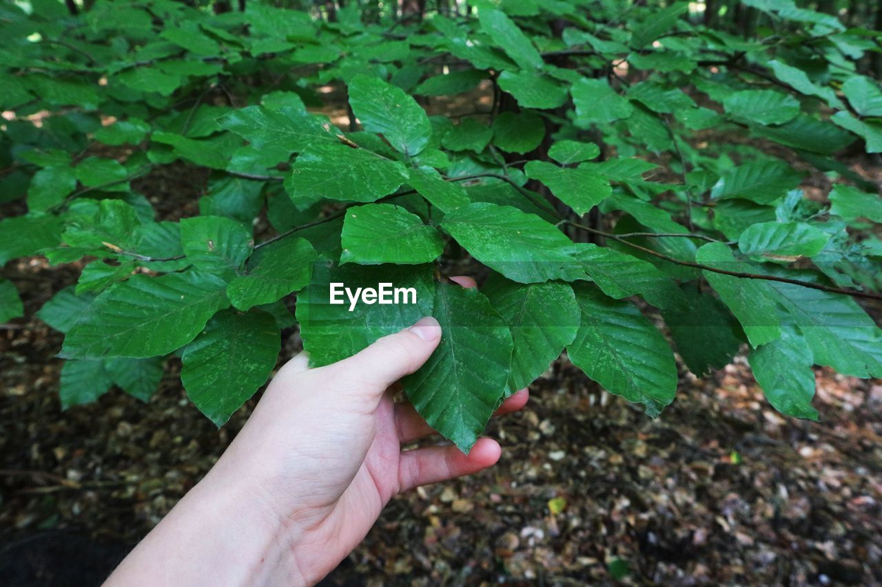 Close-up of hand holding plant