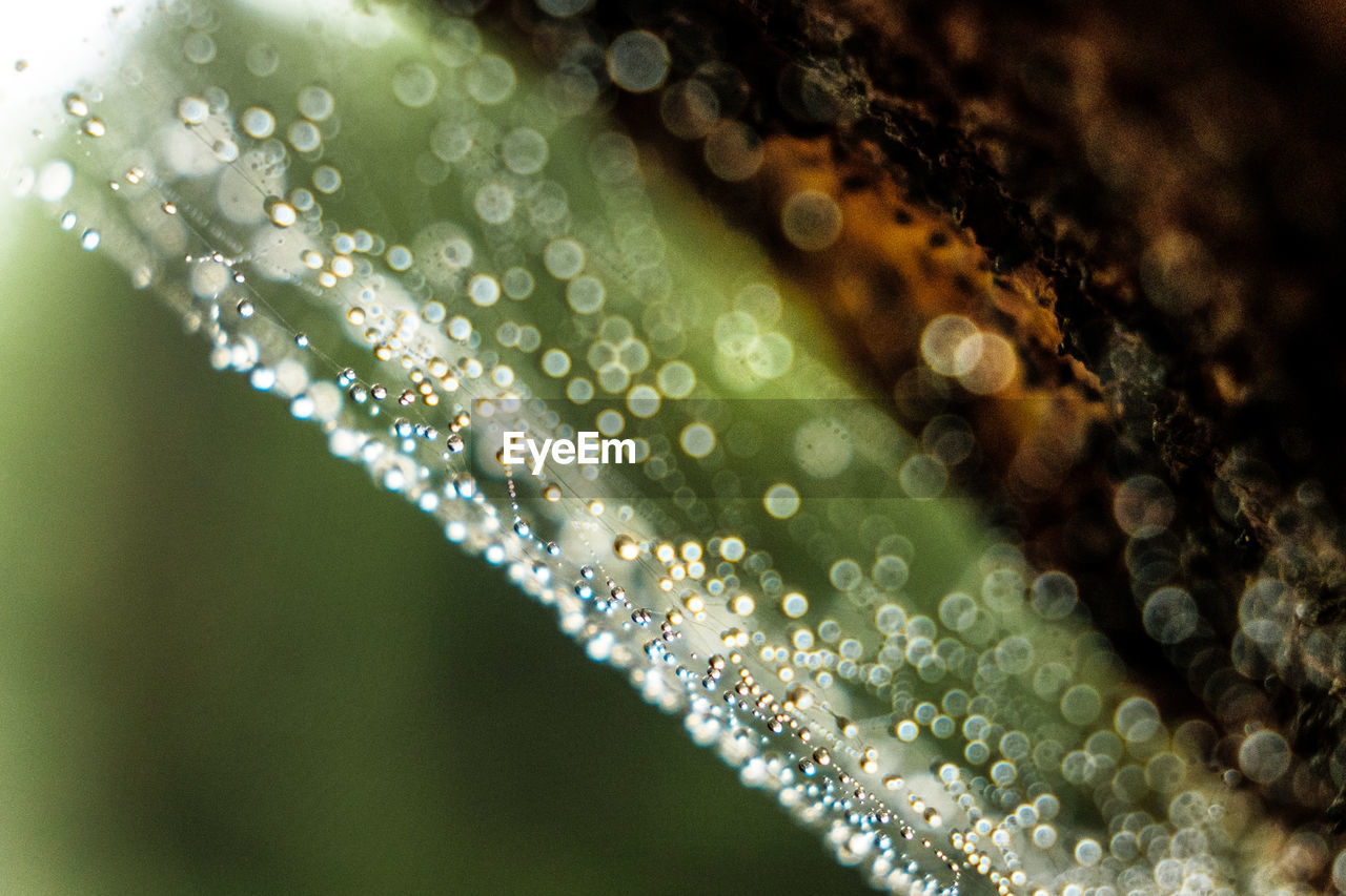 CLOSE-UP OF RAINDROPS ON FLOWER