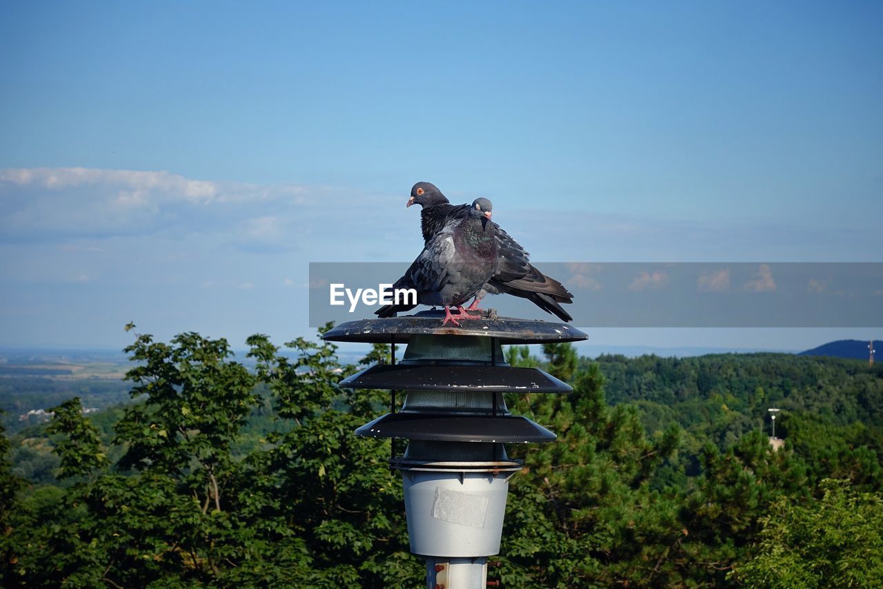 PIGEON ON A TREE