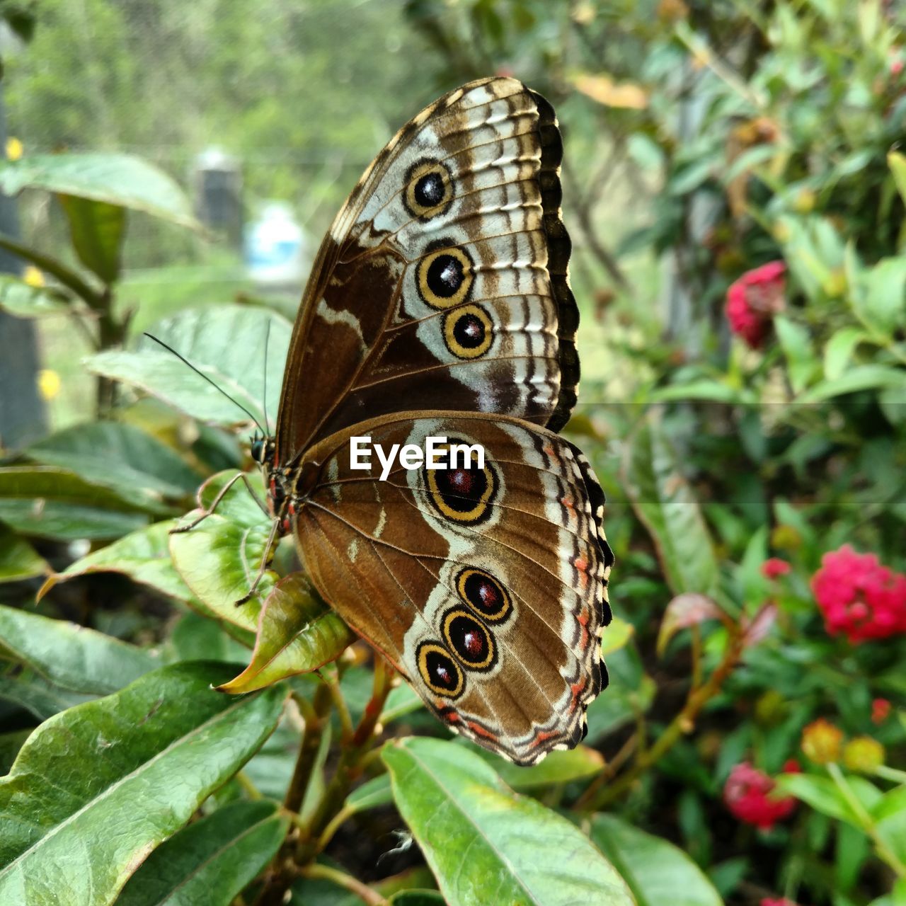 Close-up of butterfly on plant