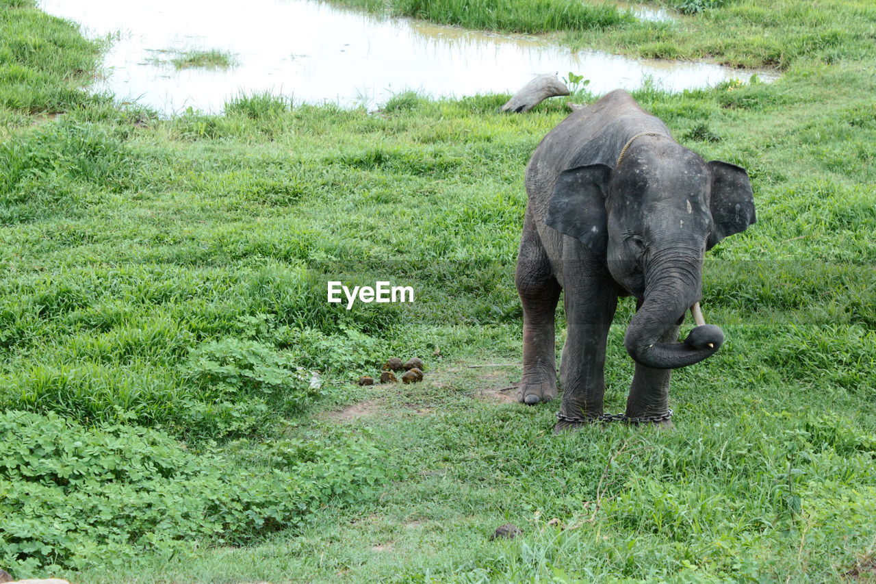elephant standing on grassy field