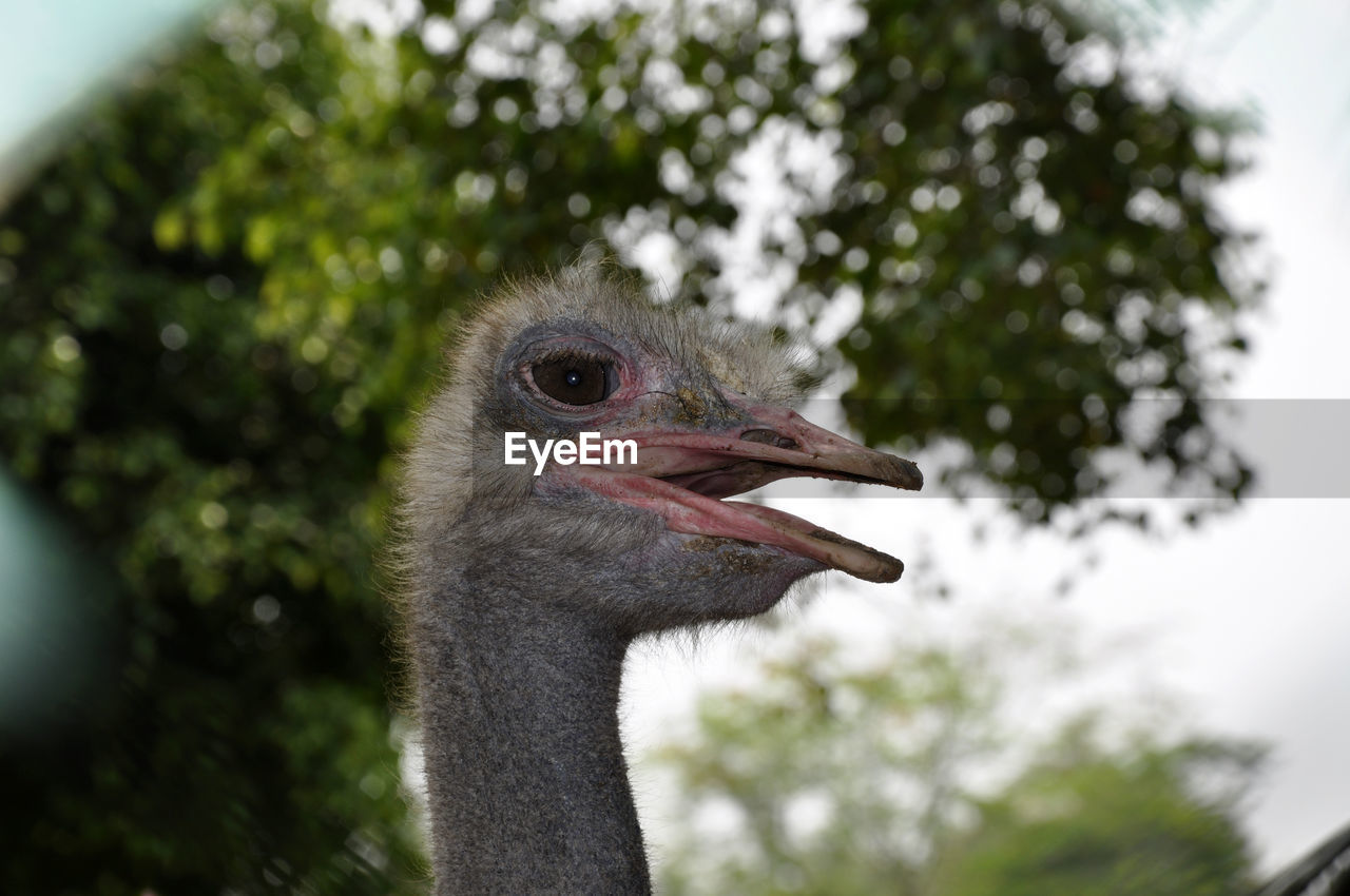 CLOSE-UP PORTRAIT OF BIRD