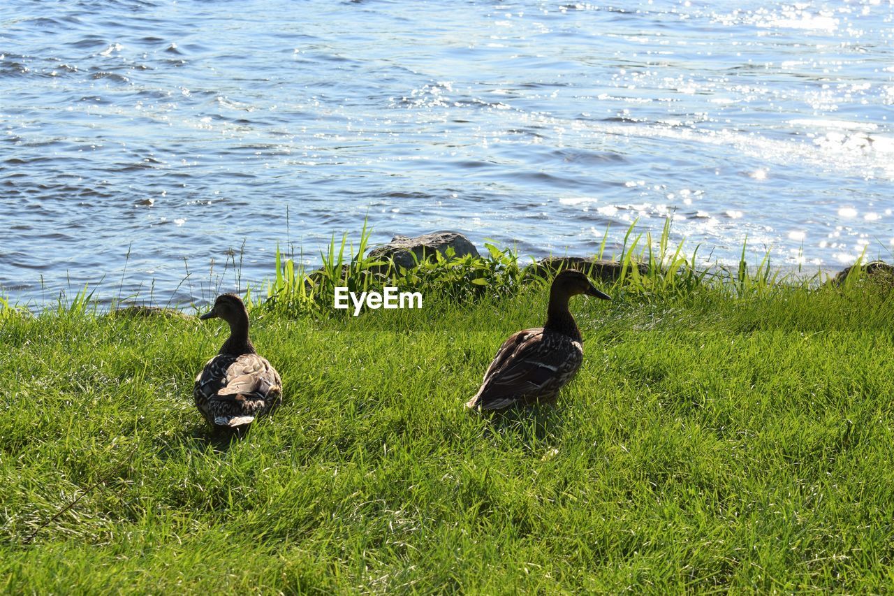 VIEW OF BIRDS ON GRASS