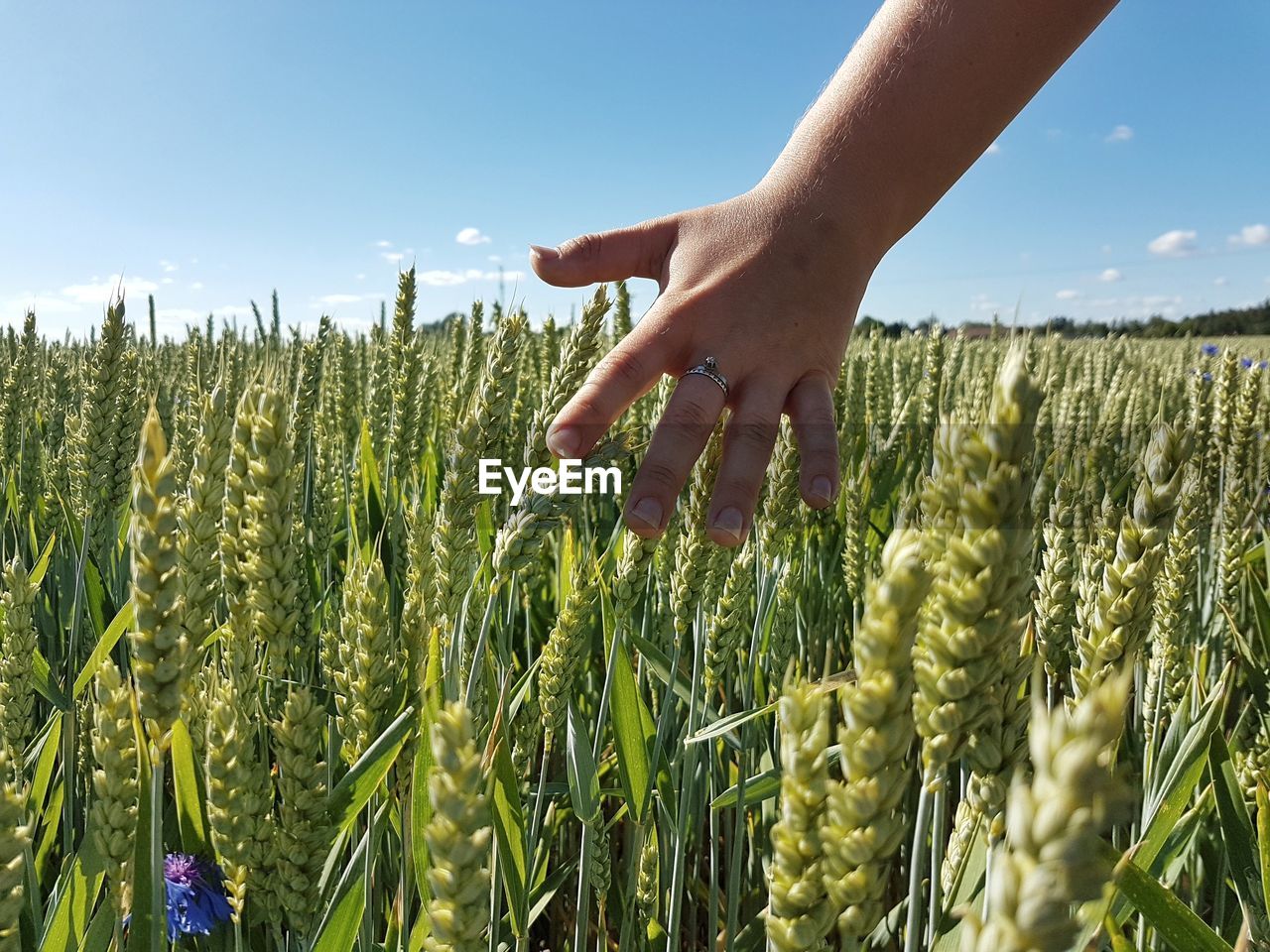 Scenic view of wheat field against sky