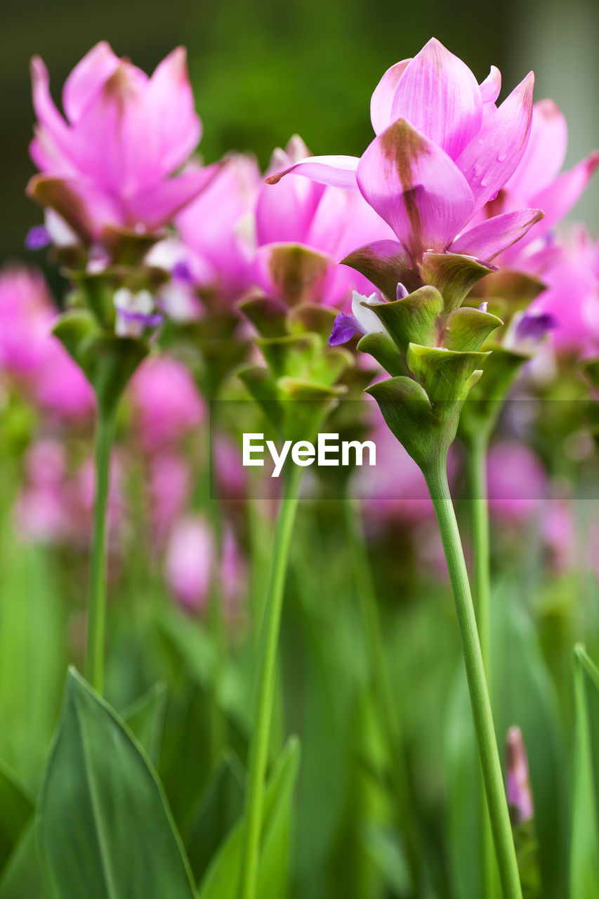 CLOSE-UP OF PURPLE FLOWERING PLANTS