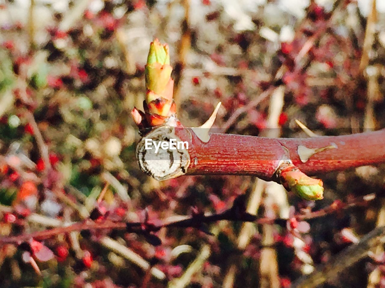 CLOSE-UP OF PLANT AGAINST BLURRED BACKGROUND