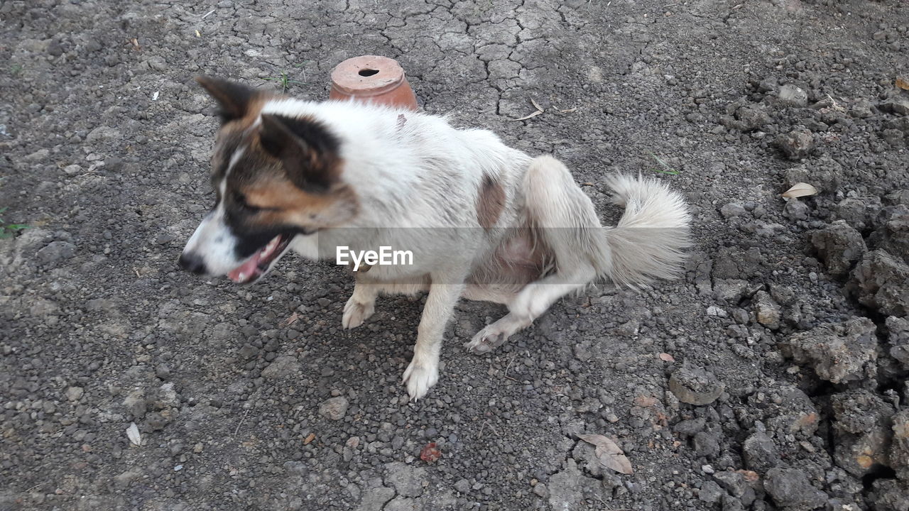 HIGH ANGLE VIEW OF DOG STANDING ON COBBLESTONE STREET