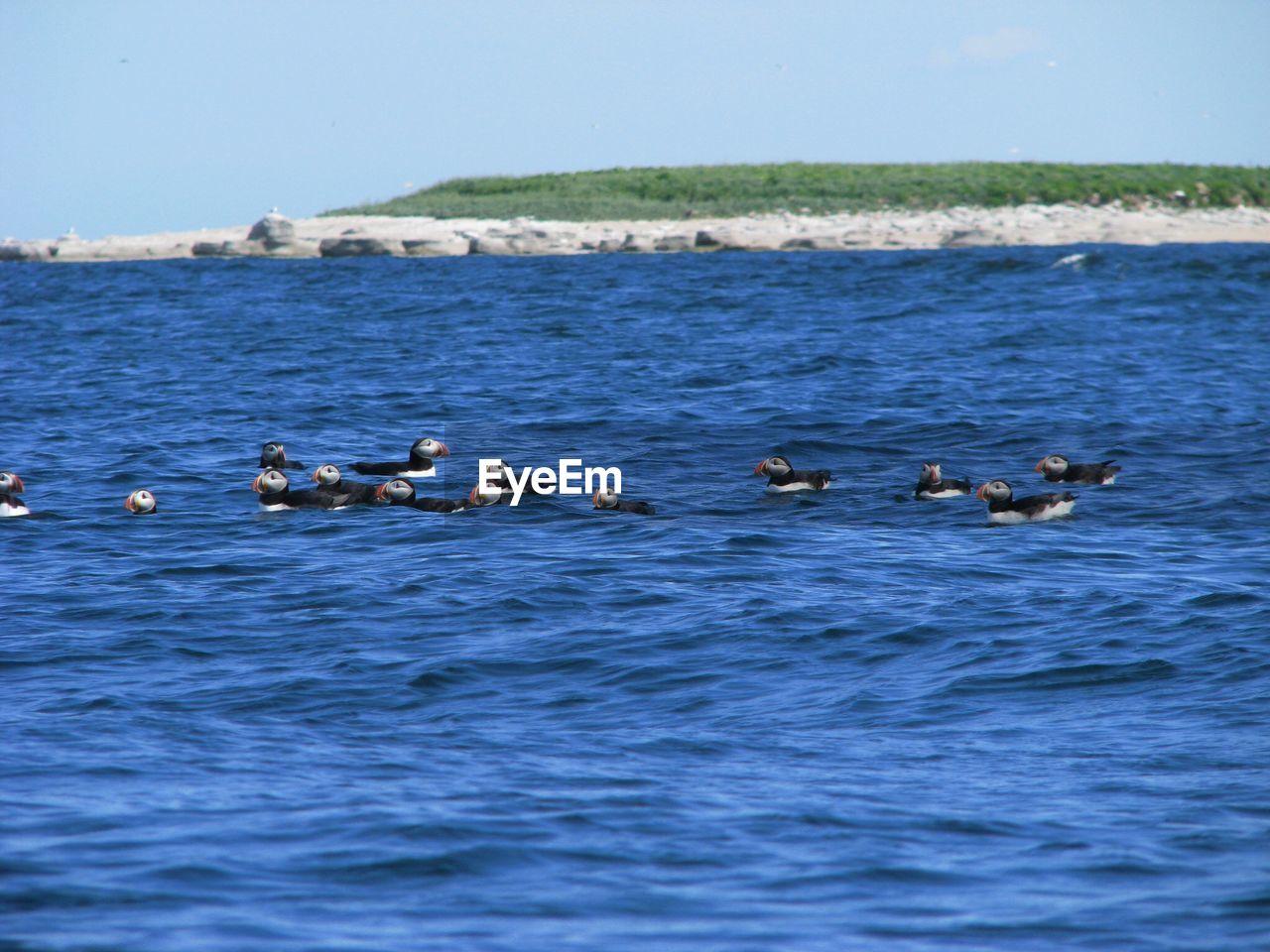 Puffins swimming on sea